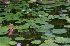神戸花鳥園２１