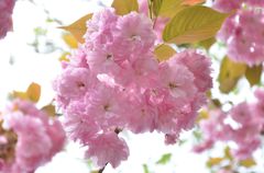 今年最後の桜