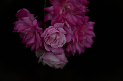 リューベンスの薔薇のように