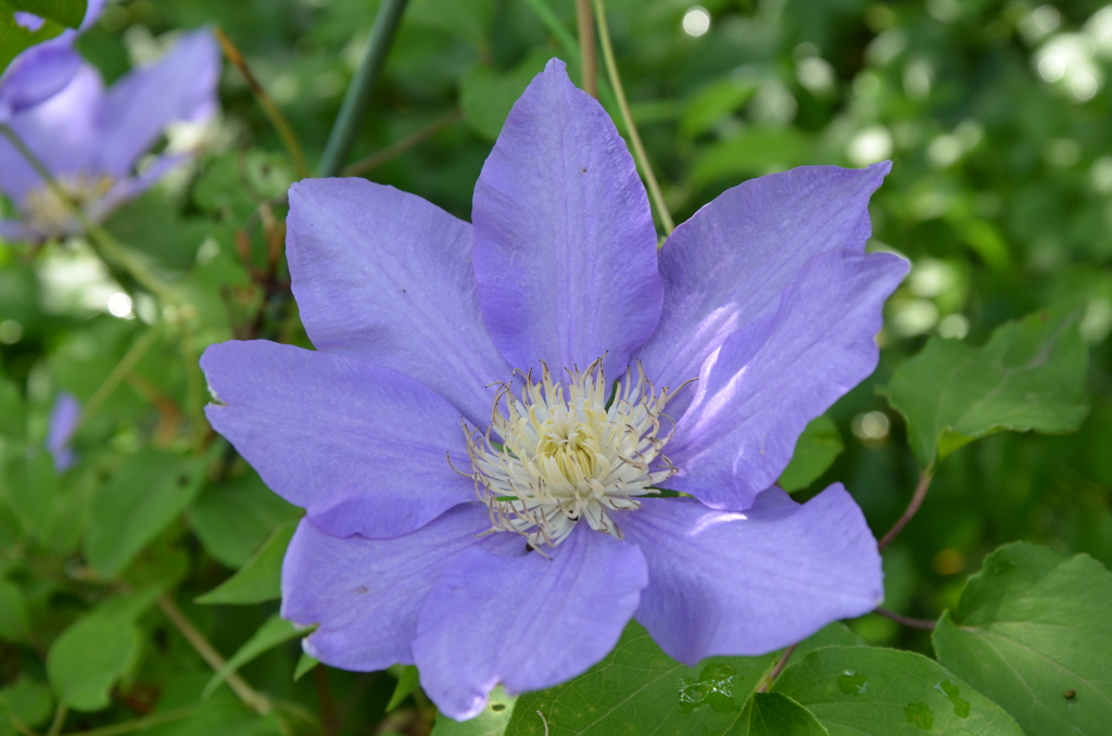 庭に咲く花
