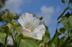 白芙蓉