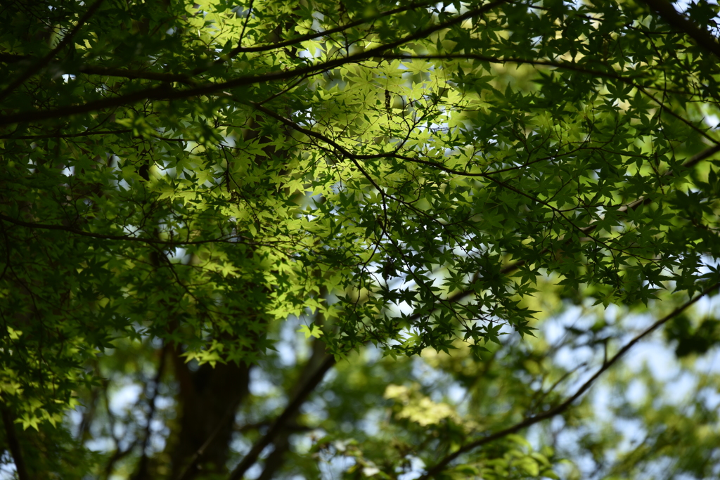 木陰で