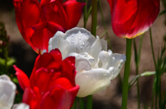  Red ＆White 