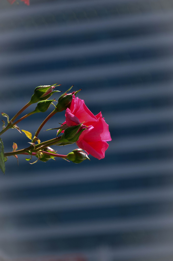Red Roses For A Blue Lady ♪