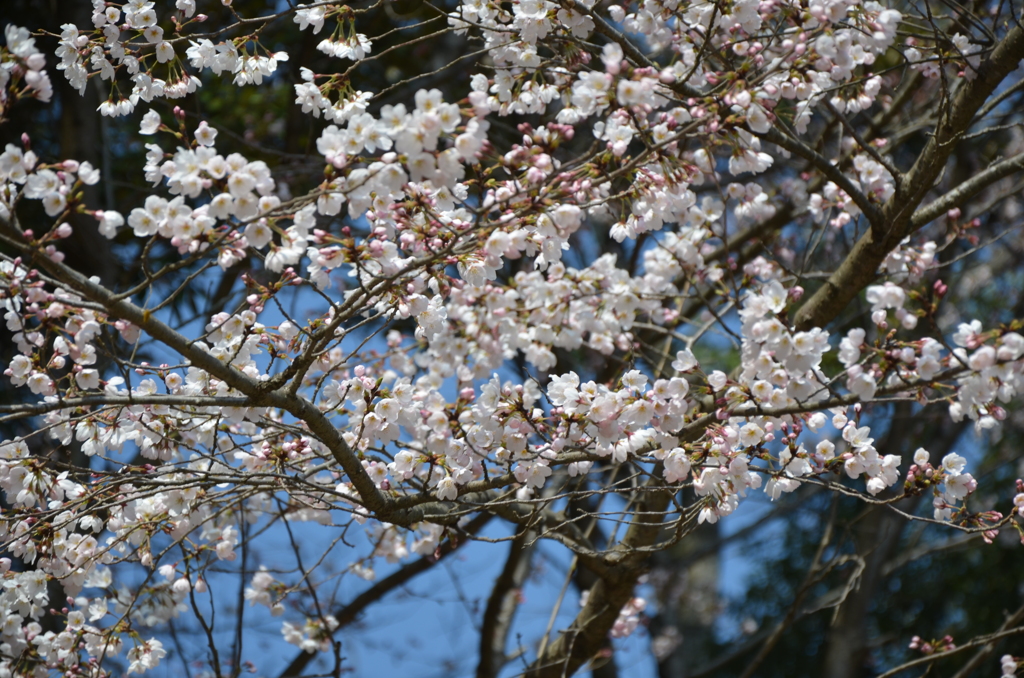 古都の桜 1