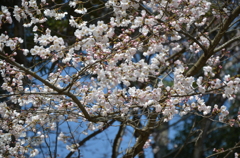 古都の桜 1