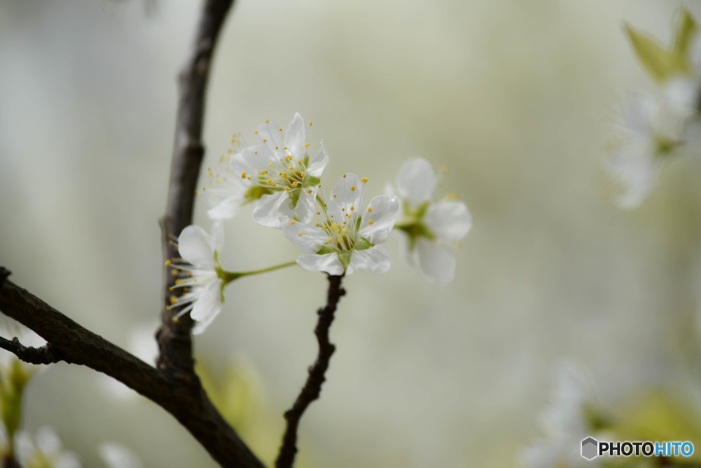 2016年 桜 4