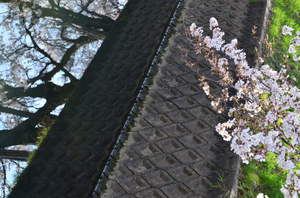 散歩道2