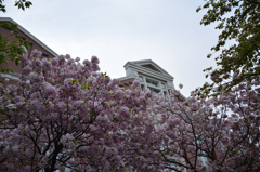 満開の桜
