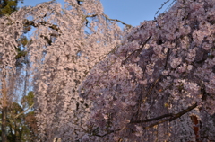 咲き乱れる満開の桜