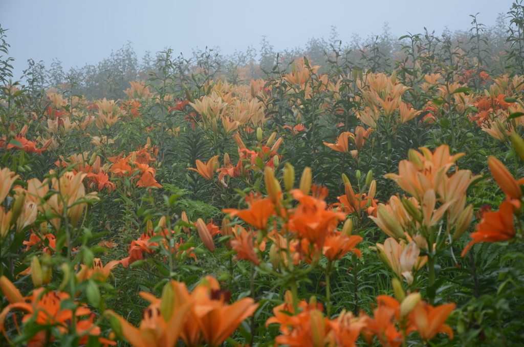 霧の中の花園