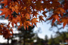 法隆寺境内の紅葉