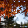 法隆寺境内の紅葉