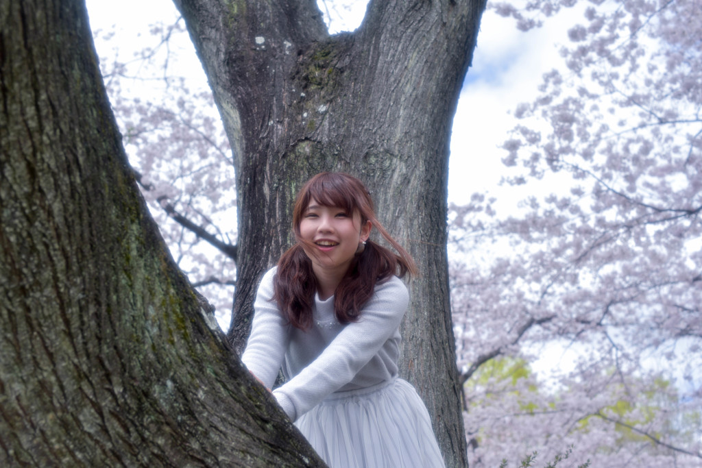 満開の桜の木の下で