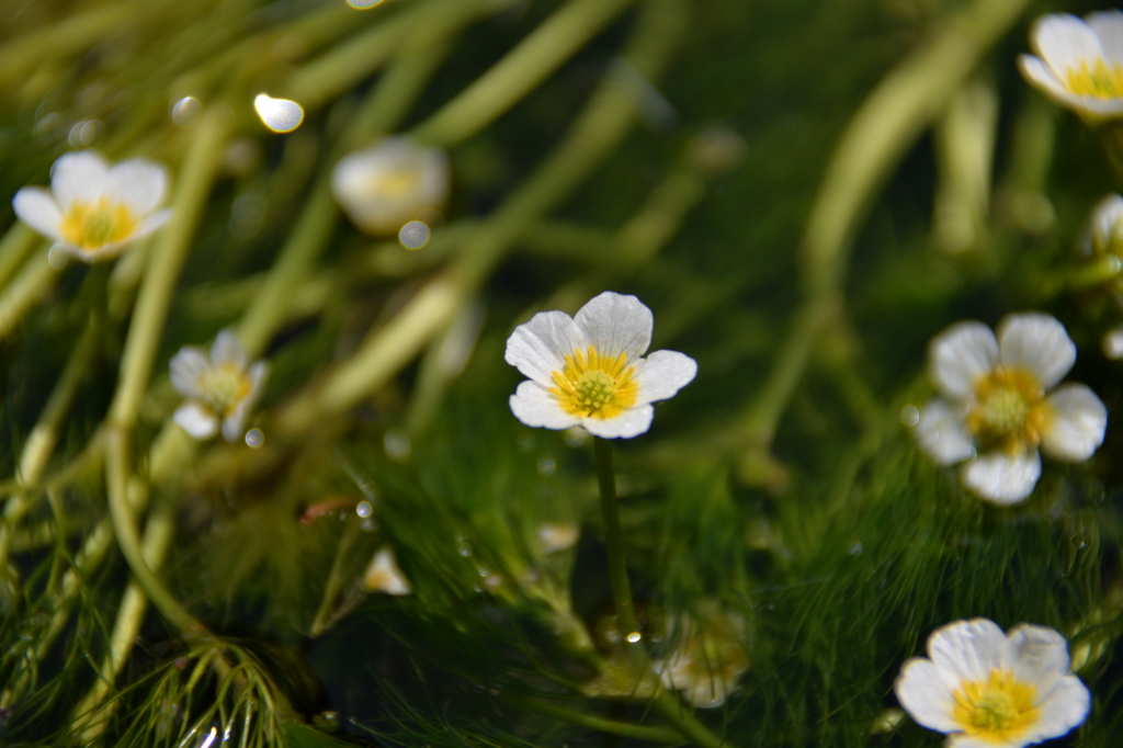 梅花藻の花
