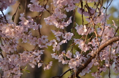 花暖簾