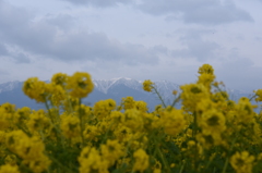 満開の菜の花