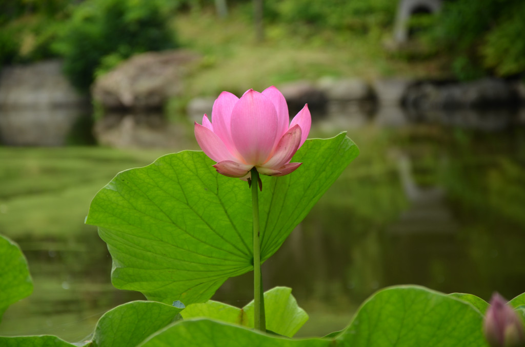 古代蓮