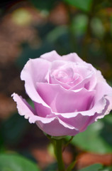 Rose of the heliotrope