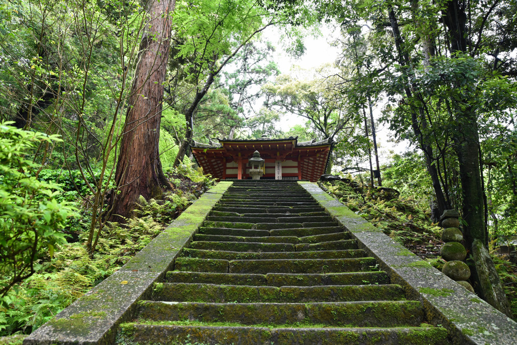 苔生す石段