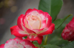 薔薇の名前