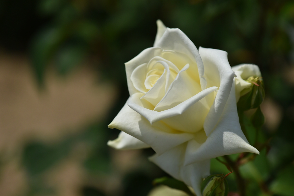 White Rose