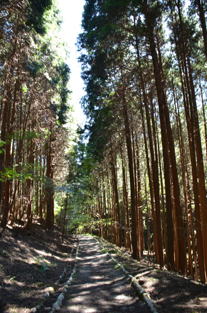 木漏れ日の並木道