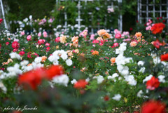 薔薇の庭園