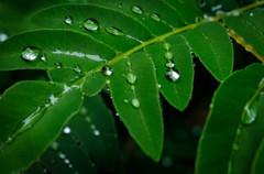 Rainy Day