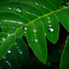 Rainy Day