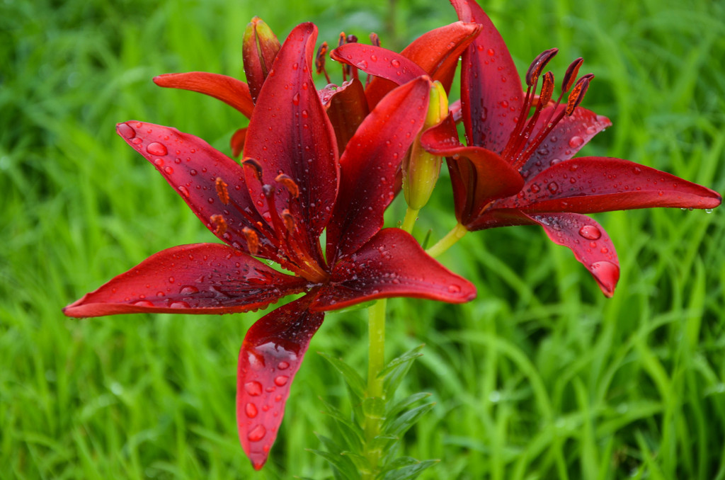 雨の日の花畑で