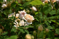 五月の薔薇 Ⅱ