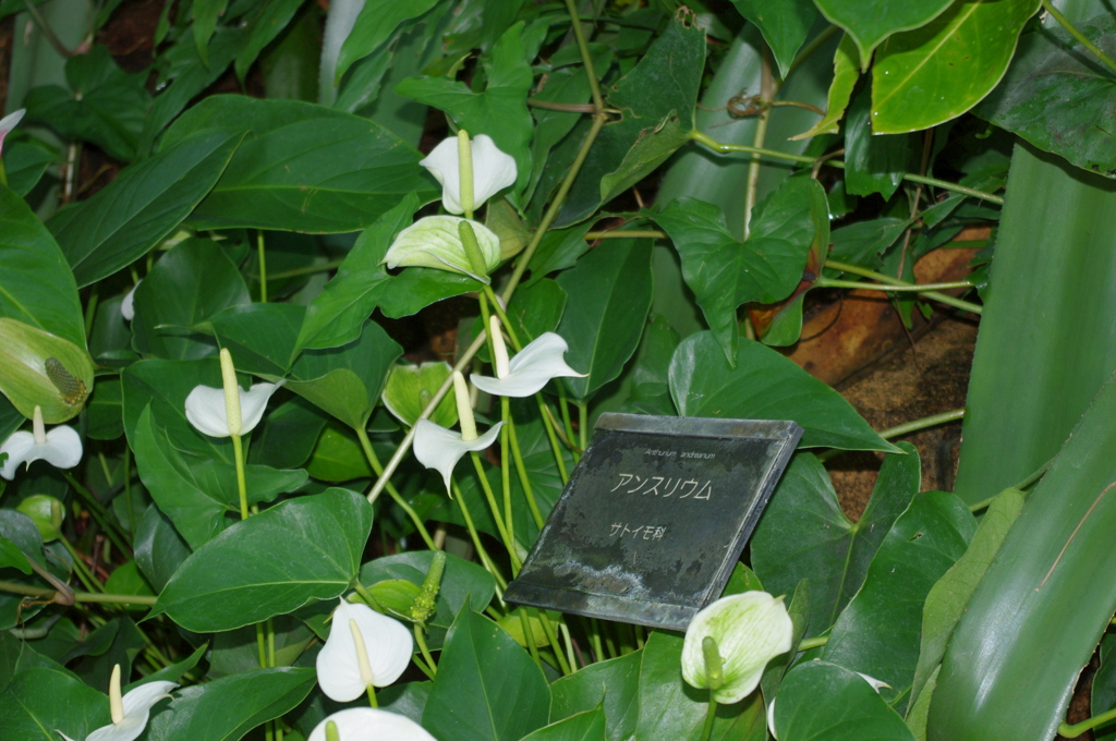 水生植物園で４