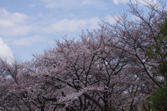 暖かい穏やかに晴れた日に