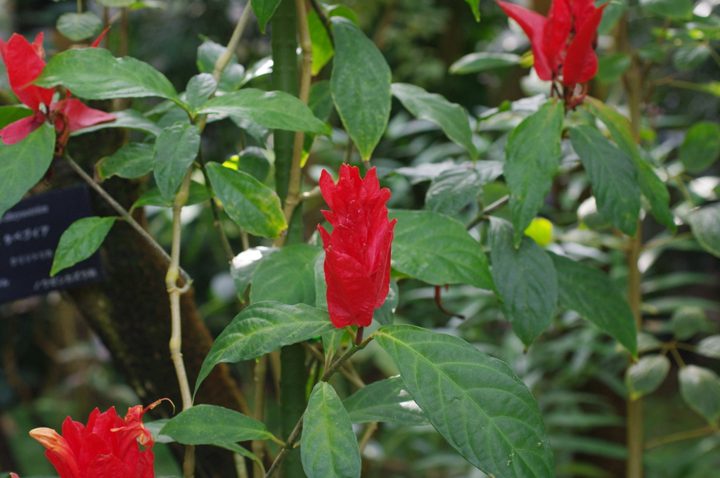 イタリアンカラー