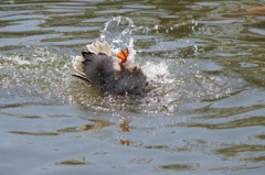 神戸花鳥園４９