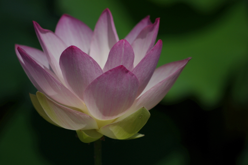 夏の花