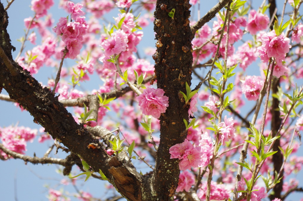 桜