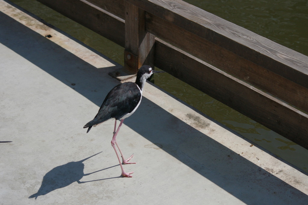 神戸花鳥園５２