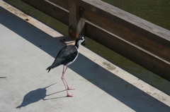 神戸花鳥園５２