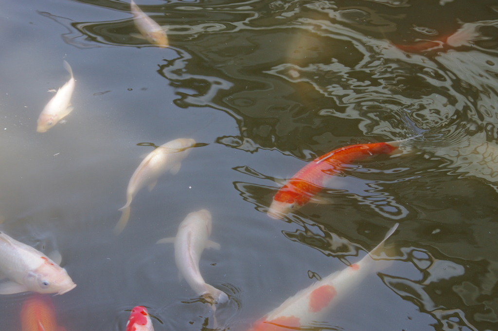 神戸花鳥園４４