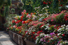 神戸花鳥園３９