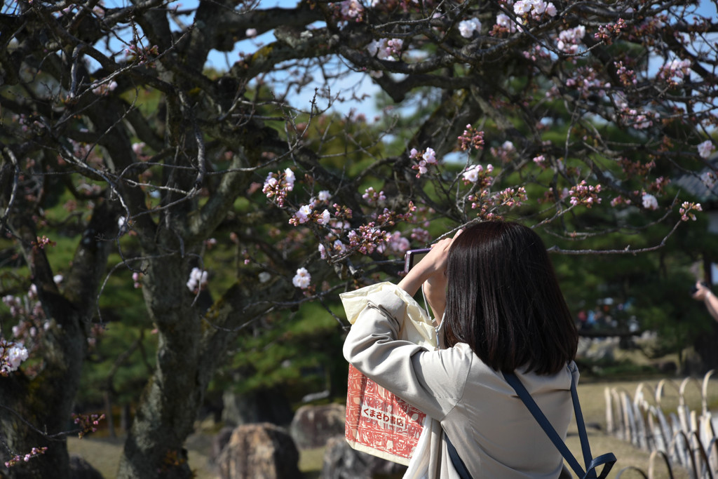 春の花