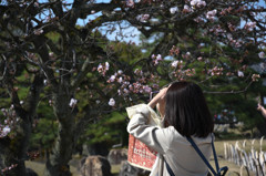 春の花