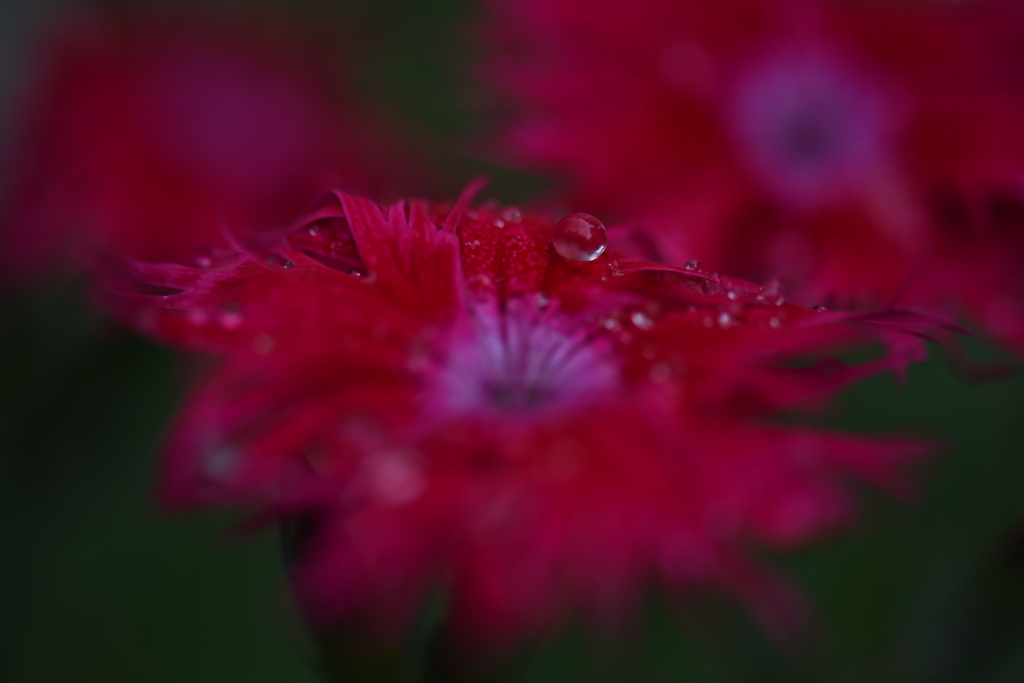 雨上がりの庭で