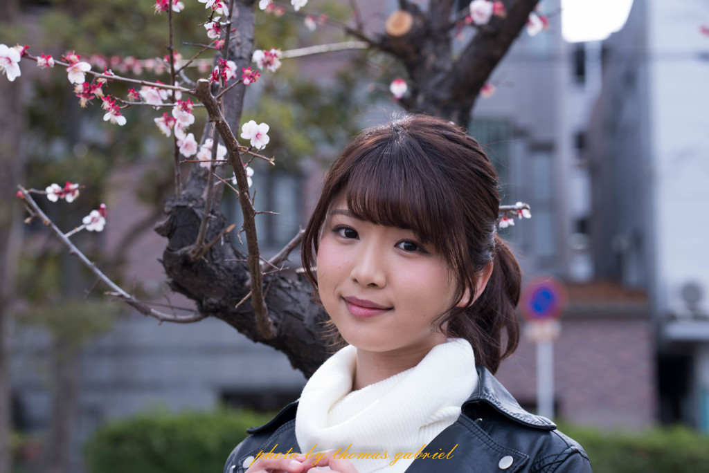 杏の花と
