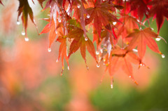 雨の日の紅葉