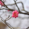 紅梅