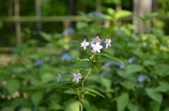 これも紫陽花？