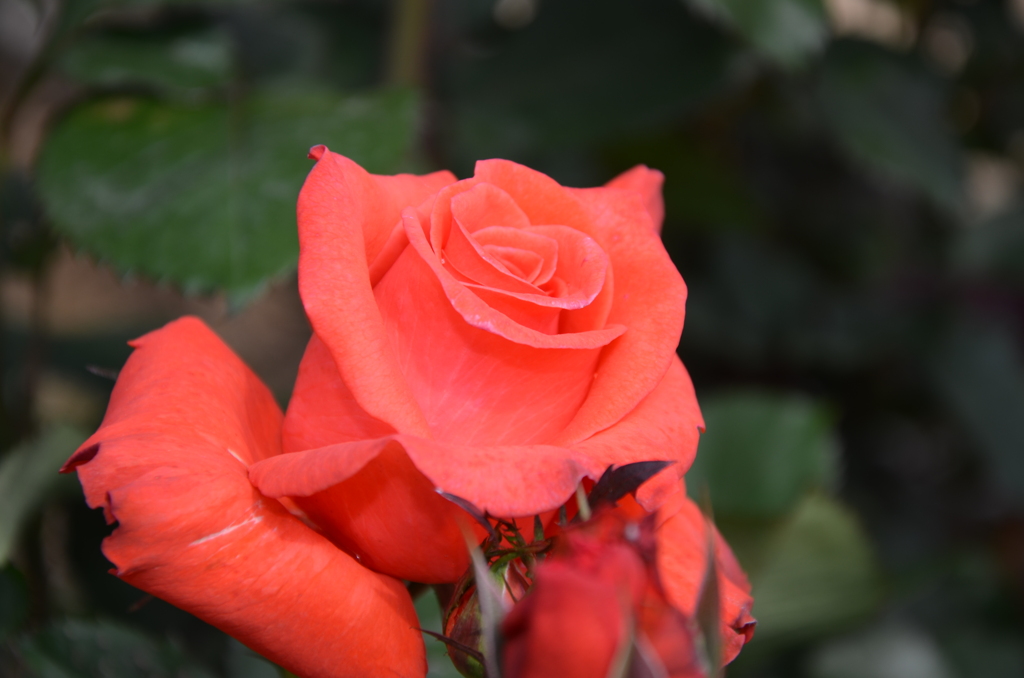 Vermilion 